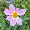 solarpetal